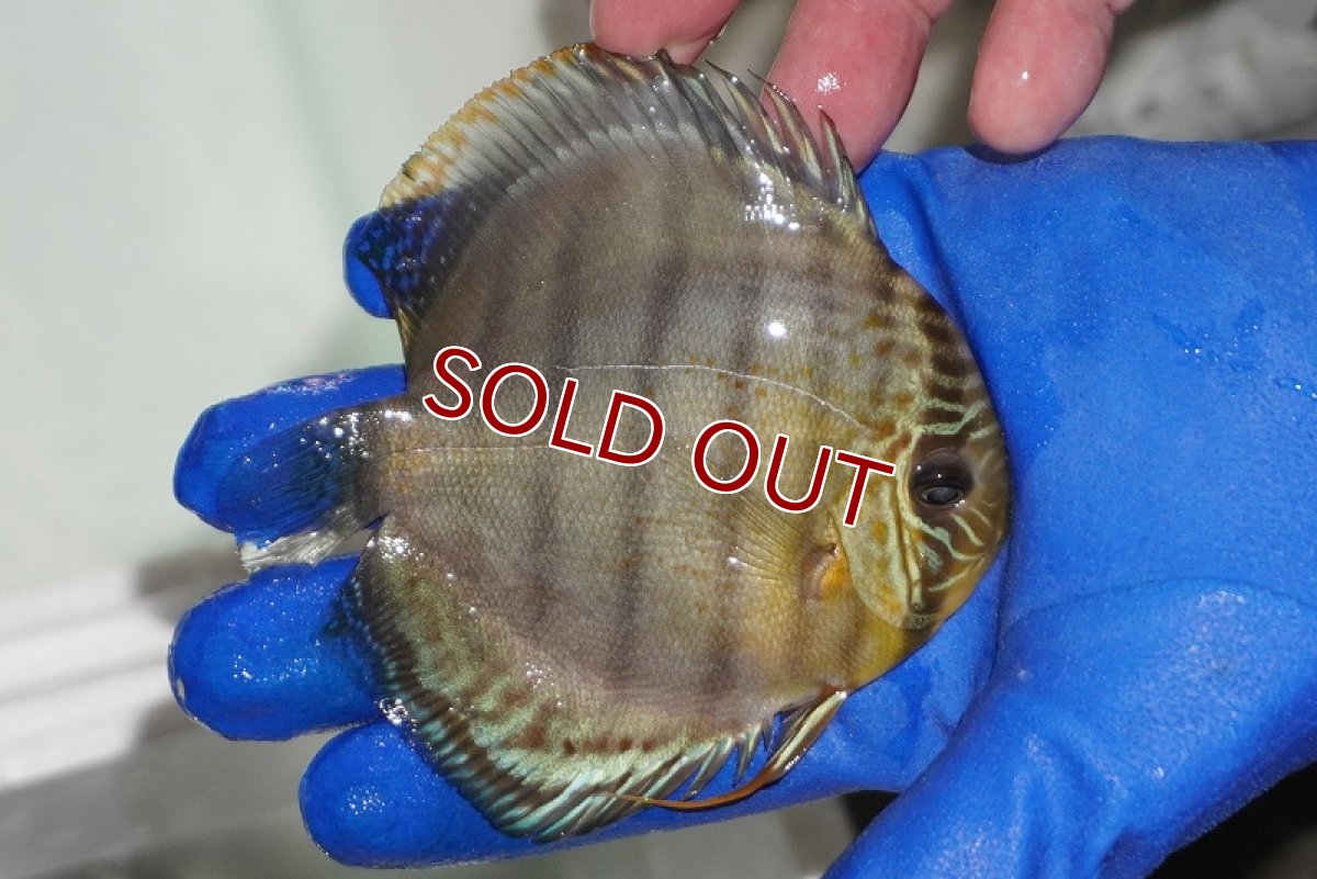 画像2: 【ワイルドディスカス】【通販】【年に一度の入荷】アルトナナイディアマンテ アズール（ブルーカバー）【個体販売】11-13cm（生体）ナナイ産 (2)