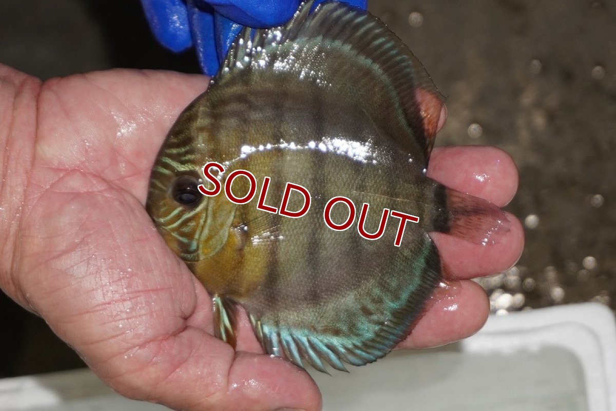 画像1: 【ワイルドディスカス】【通販】【年に一度の入荷】アルトナナイディアマンテ アズール（ブルーカバー）【個体販売】12-13cm（生体）ナナイ産 (1)