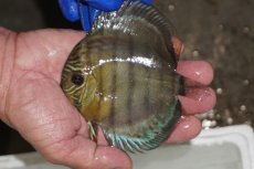 画像1: 【ワイルドディスカス】【通販】【年に一度の入荷】アルトナナイディアマンテ アズール（ブルーカバー）【個体販売】12-13cm（生体）ナナイ産 (1)