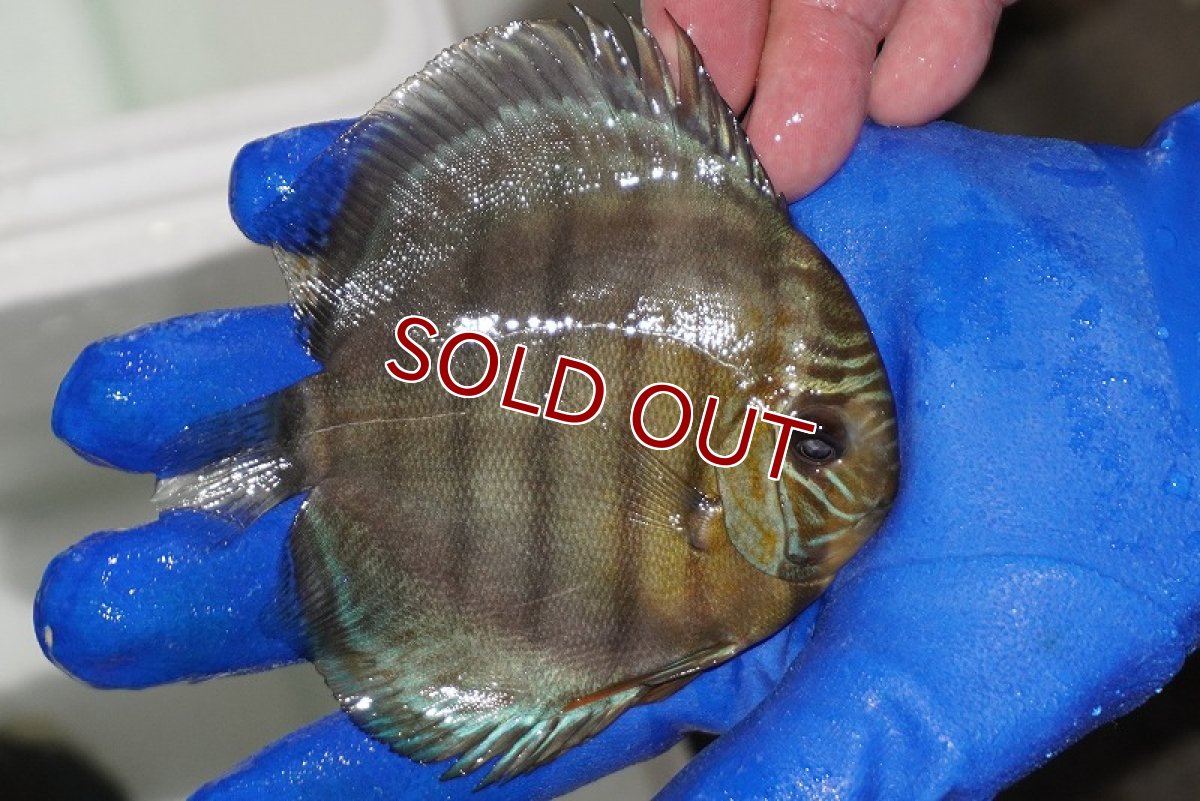 画像2: 【ワイルドディスカス】【通販】【年に一度の入荷】アルトナナイディアマンテ アズール（ブルーカバー）【個体販売】12-13cm（生体）ナナイ産 (2)