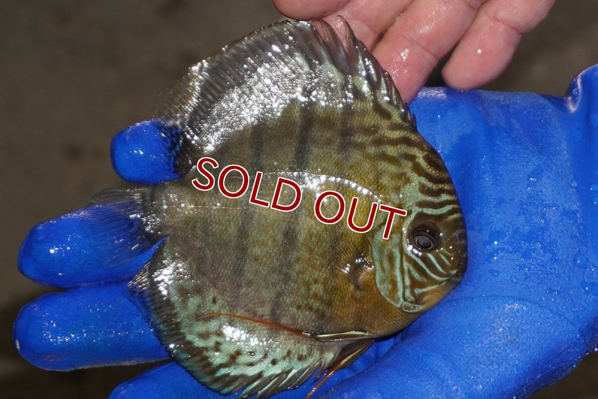 画像2: 【ワイルドディスカス】【通販】【年に一度の入荷】アルトナナイディアマンテ アズール（ブルーカバー）【個体販売】12-13cm（生体）ナナイ産 (2)