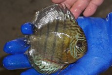 画像2: 【ワイルドディスカス】【通販】【年に一度の入荷】アルトナナイディアマンテ アズール（ブルーカバー）【個体販売】12-13cm（生体）ナナイ産 (2)