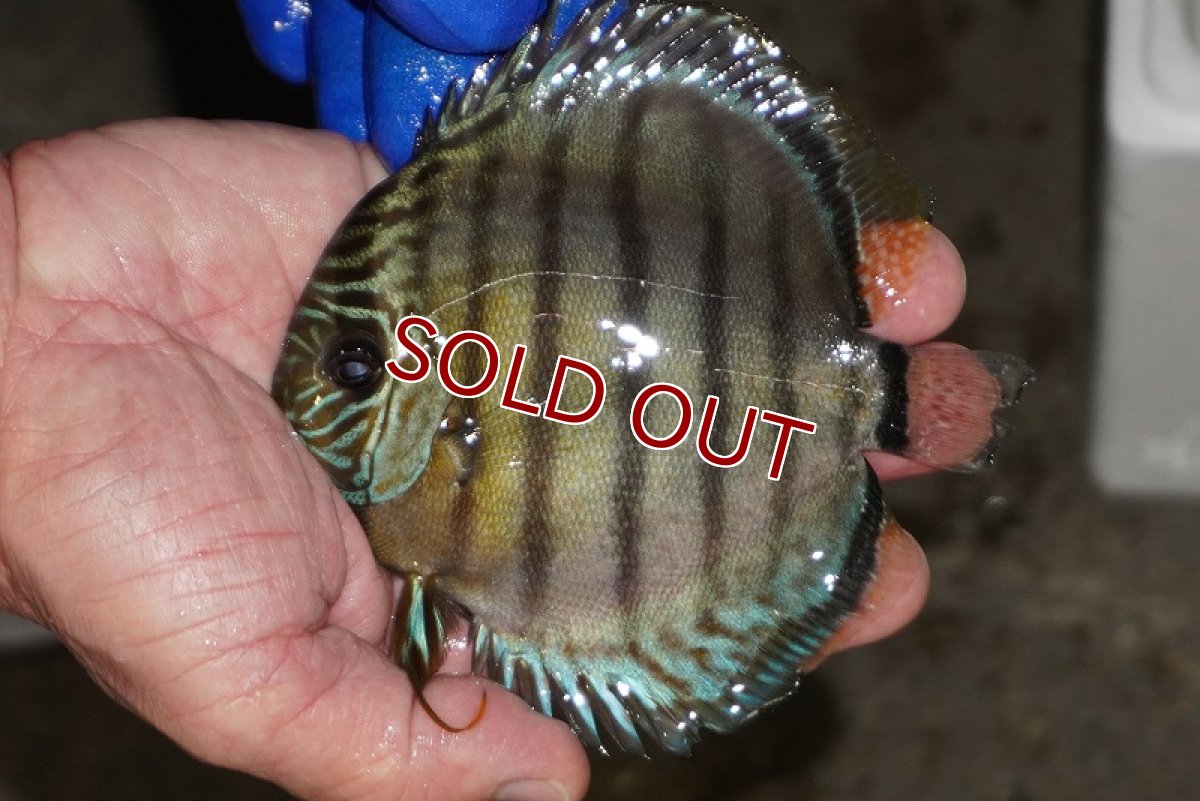 画像1: 【ワイルドディスカス】【通販】【年に一度の入荷】アルトナナイディアマンテ アズール（ブルーカバー）【個体販売】12-13cm（生体）ナナイ産 (1)