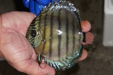 画像1: 【ワイルドディスカス】【通販】【年に一度の入荷】アルトナナイディアマンテ アズール（ブルーカバー）【個体販売】12-13cm（生体）ナナイ産 (1)