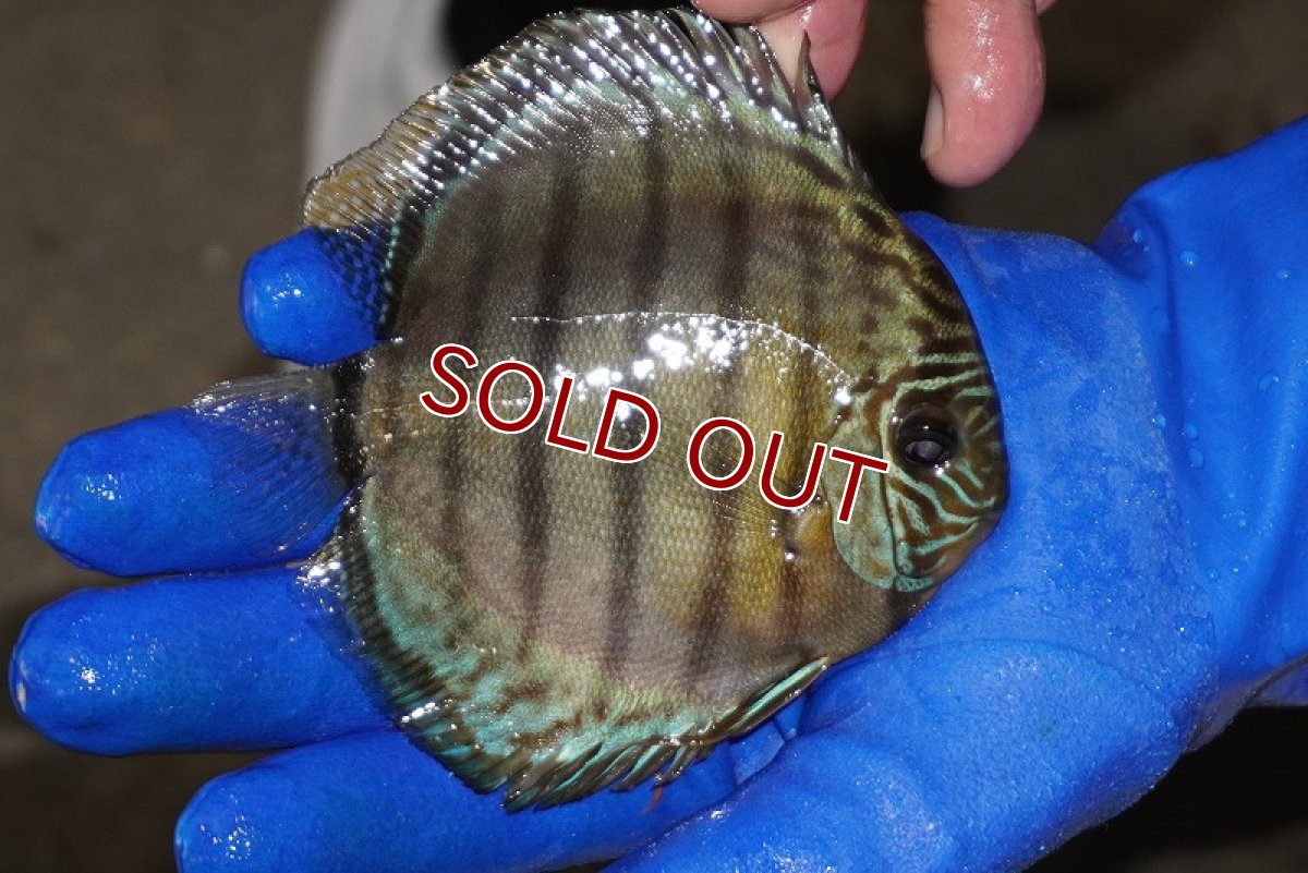 画像2: 【ワイルドディスカス】【通販】【年に一度の入荷】アルトナナイディアマンテ アズール（ブルーカバー）【個体販売】12-13cm（生体）ナナイ産 (2)