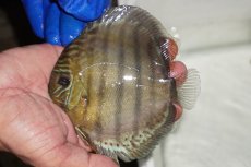 画像1: 【ワイルドディスカス】【通販】【年に一度の入荷】アルトナナイディアマンテ アズール（ブルーカバー）【個体販売】12-13cm（生体）ナナイ産 (1)