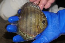 画像2: 【ワイルドディスカス】【通販】【年に一度の入荷】アルトナナイディアマンテ アズール（ブルーカバー）【個体販売】12-13cm（生体）ナナイ産 (2)