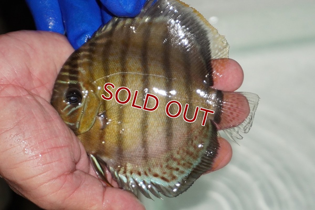 画像1: 【ウィンターセール クーポンご利用で更に10％OFF対象商品】【ワイルドディスカス】【通販】【年に一度の入荷】アルトナナイディアマンテ　スポットグリーン【個体販売】12-13cm（生体）ナナイ産 (1)