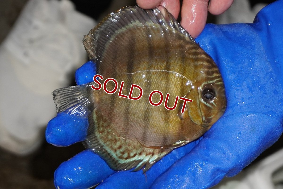 画像2: 【ウィンターセール クーポンご利用で更に10％OFF対象商品】【ワイルドディスカス】【通販】【年に一度の入荷】アルトナナイディアマンテ　スポットグリーン【個体販売】12-13cm（生体）ナナイ産 (2)