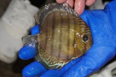 画像2: 【ワイルドディスカス】【通販】【年に一度の入荷】アルトナナイディアマンテ　スポットグリーン【個体販売】12-13cm（生体）ナナイ産 (2)