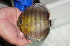 画像1: 【ワイルドディスカス】【通販】【年に一度の入荷】アルトナナイディアマンテ　スポットグリーン【個体販売】12-13cm（生体）ナナイ産 (1)