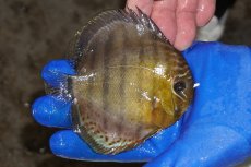 画像2: 【ワイルドディスカス】【通販】【年に一度の入荷】アルトナナイディアマンテ　スポットグリーン【個体販売】12-13cm（生体）ナナイ産 (2)