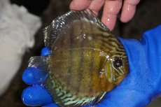 画像2: 【ワイルドディスカス】【通販】【年に一度の入荷】アルトナナイディアマンテ　スポットグリーン【個体販売】12-13cm（生体）ナナイ産 (2)