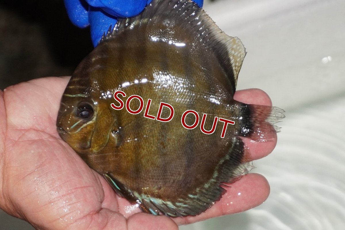 画像1: 【ウィンターセール クーポンご利用で更に10％OFF対象商品】【ワイルドディスカス】【通販】【年に一度の入荷】アルトナナイディアマンテ　スポットグリーン【個体販売】12-13cm（生体）ナナイ産 (1)