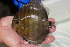 画像1: 【ワイルドディスカス】【通販】【年に一度の入荷】アルトナナイディアマンテ　スポットグリーン【個体販売】12-13cm（生体）ナナイ産 (1)