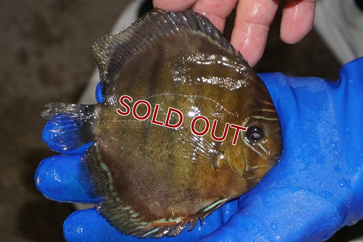 画像2: 【ウィンターセール クーポンご利用で更に10％OFF対象商品】【ワイルドディスカス】【通販】【年に一度の入荷】アルトナナイディアマンテ　スポットグリーン【個体販売】12-13cm（生体）ナナイ産 (2)