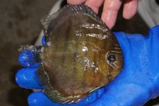 画像2: 【ワイルドディスカス】【通販】【年に一度の入荷】アルトナナイディアマンテ　スポットグリーン【個体販売】12-13cm（生体）ナナイ産 (2)