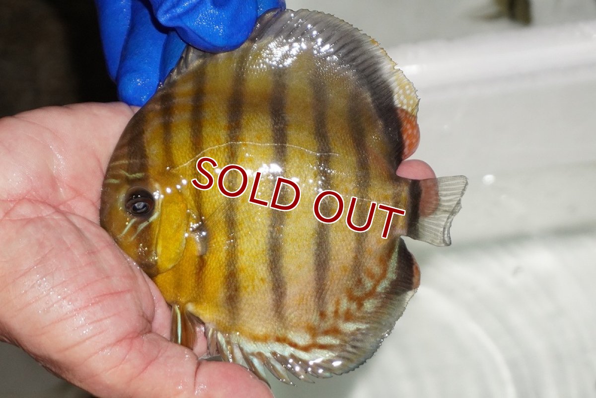 画像1: 【ワイルドディスカス】【通販】【年に一度の入荷】アルトナナイディアマンテ　スポットグリーン【個体販売】12-13cm（生体）ナナイ産 (1)