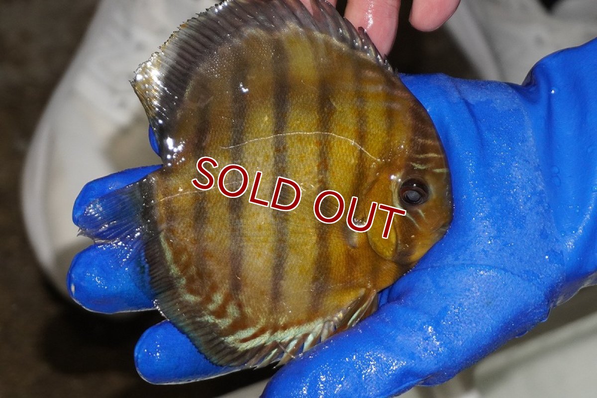 画像2: 【ワイルドディスカス】【通販】【年に一度の入荷】アルトナナイディアマンテ　スポットグリーン【個体販売】12-13cm（生体）ナナイ産 (2)