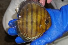 画像2: 【ワイルドディスカス】【通販】【年に一度の入荷】アルトナナイディアマンテ　スポットグリーン【個体販売】12-13cm（生体）ナナイ産 (2)