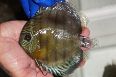 画像1: 【ワイルドディスカス】【通販】【年に一度の入荷】アルトナナイディアマンテ　スポットグリーン【個体販売】12-13cm（生体）ナナイ産 (1)