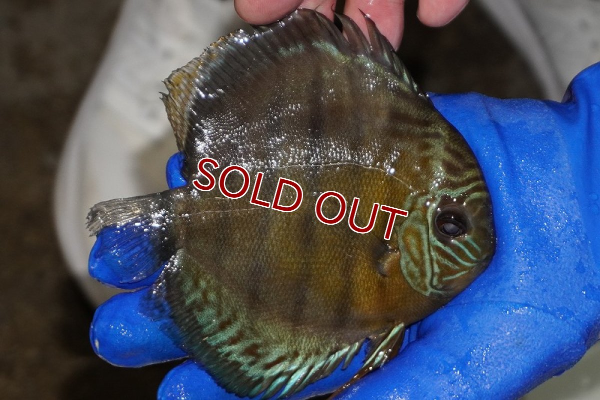 画像2: 【ウィンターセール クーポンご利用で更に10％OFF対象商品】【ワイルドディスカス】【通販】【年に一度の入荷】アルトナナイディアマンテ　スポットグリーン【個体販売】12-13cm（生体）ナナイ産 (2)