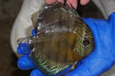 画像2: 【ワイルドディスカス】【通販】【年に一度の入荷】アルトナナイディアマンテ　スポットグリーン【個体販売】12-13cm（生体）ナナイ産 (2)