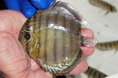 画像1: 【ワイルドディスカス】【通販】【年に一度の入荷】アルトナナイディアマンテ　スポットグリーン【個体販売】9-11cm（生体）ナナイ産 (1)