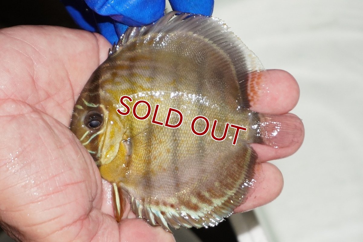 画像1: 【ワイルドディスカス】【通販】【年に一度の入荷】アルトナナイディアマンテ　スポットグリーン【個体販売】9-11cm（生体）ナナイ産 (1)