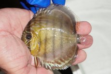 画像1: 【ワイルドディスカス】【通販】【年に一度の入荷】アルトナナイディアマンテ　スポットグリーン【個体販売】9-11cm（生体）ナナイ産 (1)