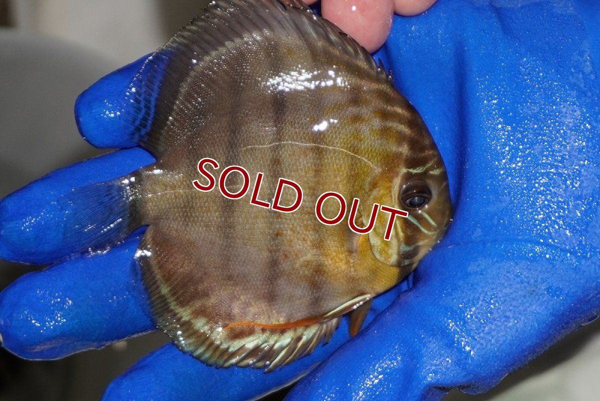 画像2: 【ワイルドディスカス】【通販】【年に一度の入荷】アルトナナイディアマンテ　スポットグリーン【個体販売】9-11cm（生体）ナナイ産 (2)