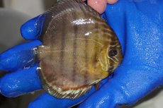 画像2: 【ワイルドディスカス】【通販】【年に一度の入荷】アルトナナイディアマンテ　スポットグリーン【個体販売】9-11cm（生体）ナナイ産 (2)