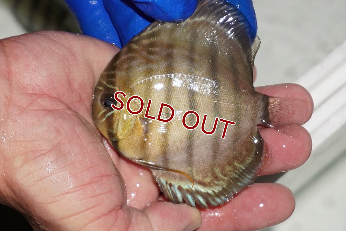 画像1: 【ワイルドディスカス】【通販】【年に一度の入荷】アルトナナイディアマンテ　スポットグリーン【個体販売】9-11cm（生体）ナナイ産 (1)