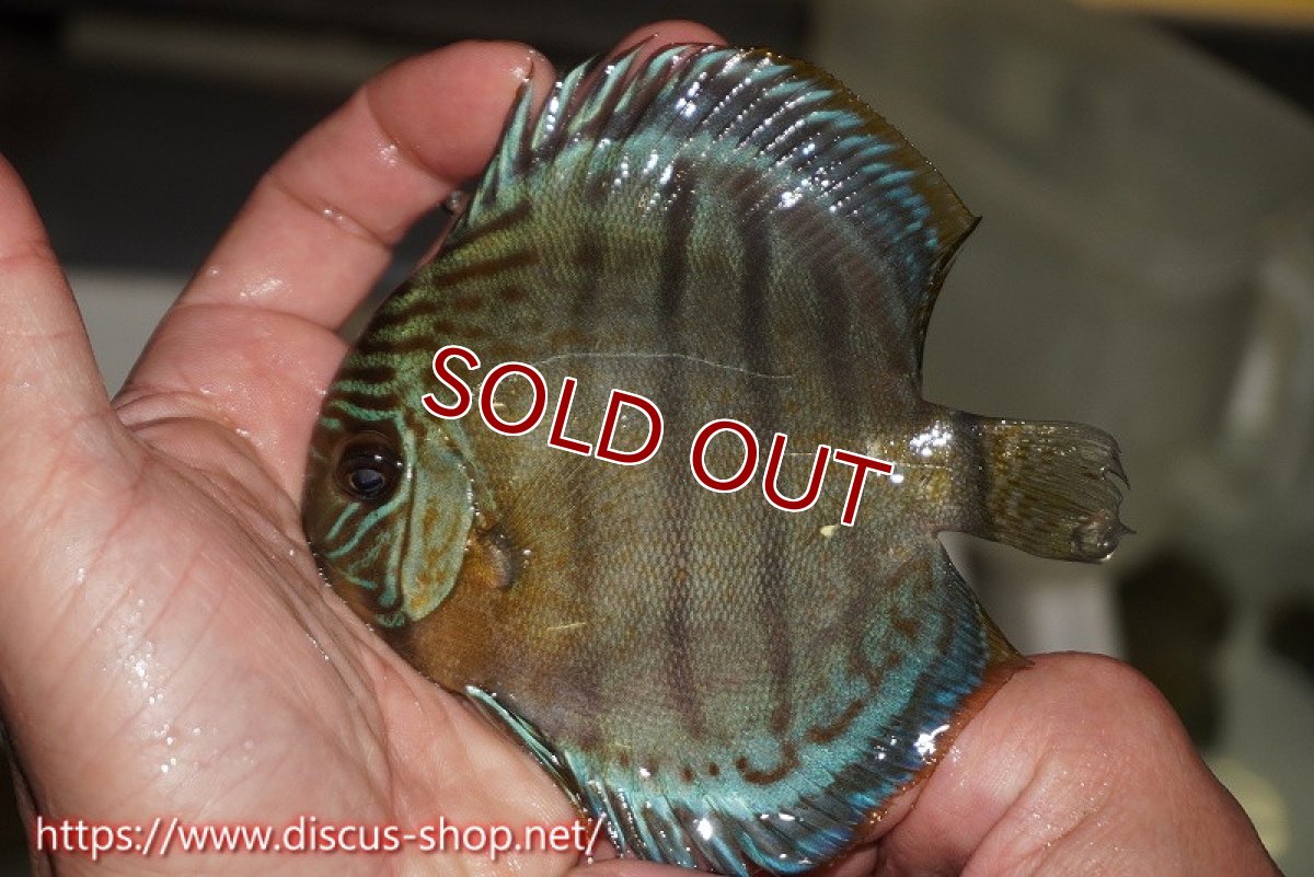 画像1: 【決算セール対象個体】【ワイルドディスカス】【通販】【年に一度の入荷】アルトナナイディアマンテ アズール ヤングスター【個体販売】9-11cm（生体）ナナイ産 (1)