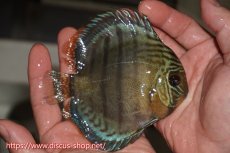 画像2: 【決算セール対象個体】【ワイルドディスカス】【通販】【年に一度の入荷】アルトナナイディアマンテ アズール ヤングスター【個体販売】9-11cm（生体）ナナイ産 (2)