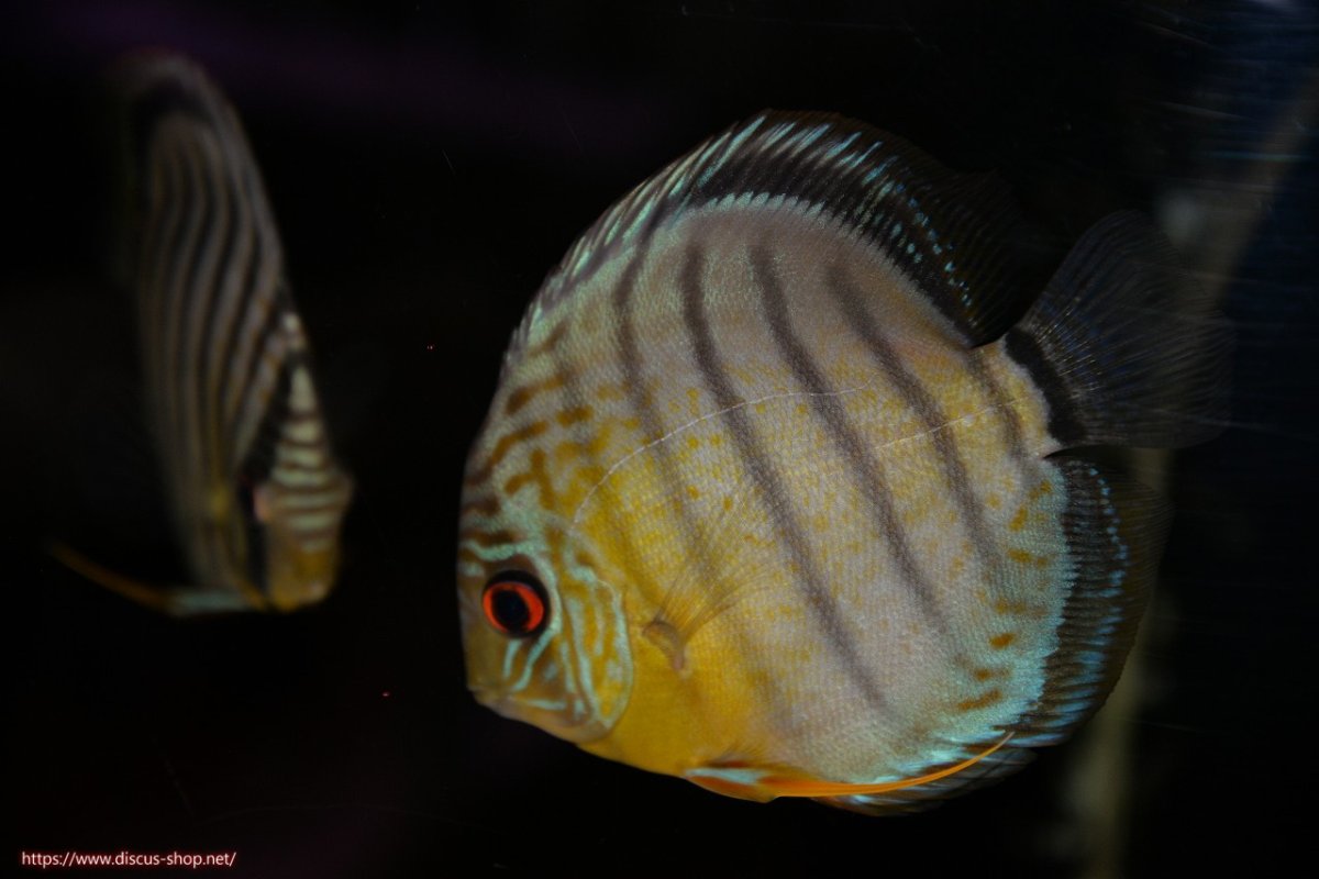 画像1: 【30周年記念セール対象個体】【ワイルドディスカス】【通販】【年に一度の入荷】アルトナナイディアマンテ アズール ヤングスター【個体販売】9-11cm（生体）ナナイ産 (1)