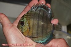 画像1: 【決算セール対象個体】【ワイルドディスカス】【通販】【年に一度の入荷】アルトナナイディアマンテ アズール ヤングスター【個体販売】9-11cm（生体）ナナイ産 (1)