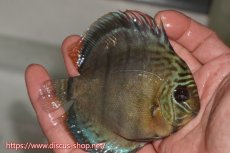 画像3: 【30周年記念セール対象個体】【ワイルドディスカス】【通販】【年に一度の入荷】アルトナナイディアマンテ アズール ヤングスター【個体販売】9-11cm（生体）ナナイ産 (3)