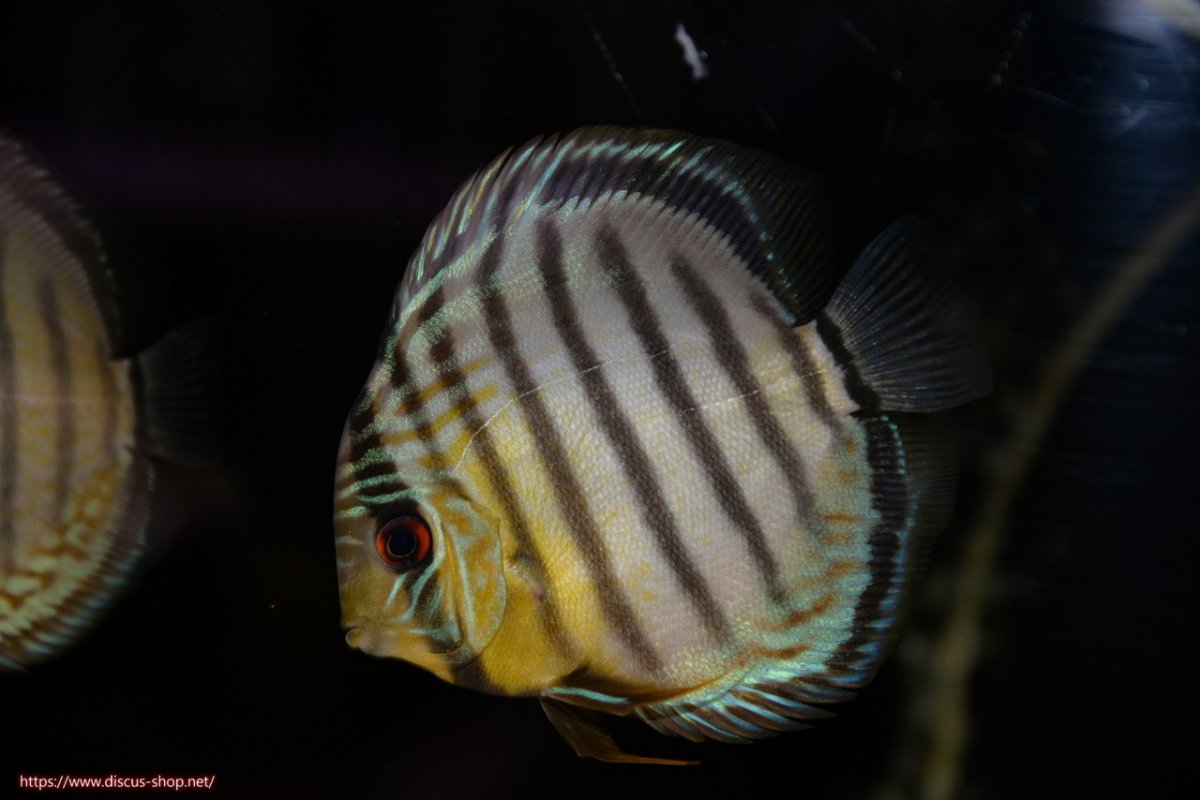 画像1: 【30周年記念セール対象個体】【ワイルドディスカス】【通販】【年に一度の入荷】アルトナナイディアマンテ アズール ヤングスター【個体販売】9-11cm（生体）ナナイ産 (1)