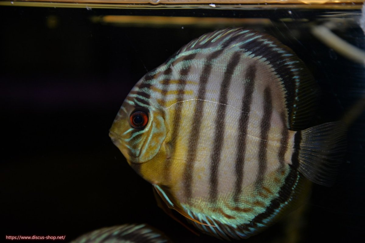 画像2: 【30周年記念セール対象個体】【ワイルドディスカス】【通販】【年に一度の入荷】アルトナナイディアマンテ アズール ヤングスター【個体販売】9-11cm（生体）ナナイ産 (2)