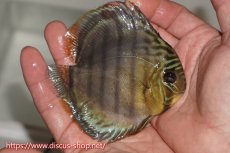 画像2: 【決算セール対象個体】【ワイルドディスカス】【通販】【年に一度の入荷】アルトナナイディアマンテ アズール ヤングスター【個体販売】9-11cm（生体）ナナイ産 (2)