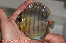 画像3: 【30周年記念セール対象個体】【ワイルドディスカス】【通販】【年に一度の入荷】アルトナナイディアマンテ アズール ヤングスター【個体販売】9-11cm（生体）ナナイ産 (3)