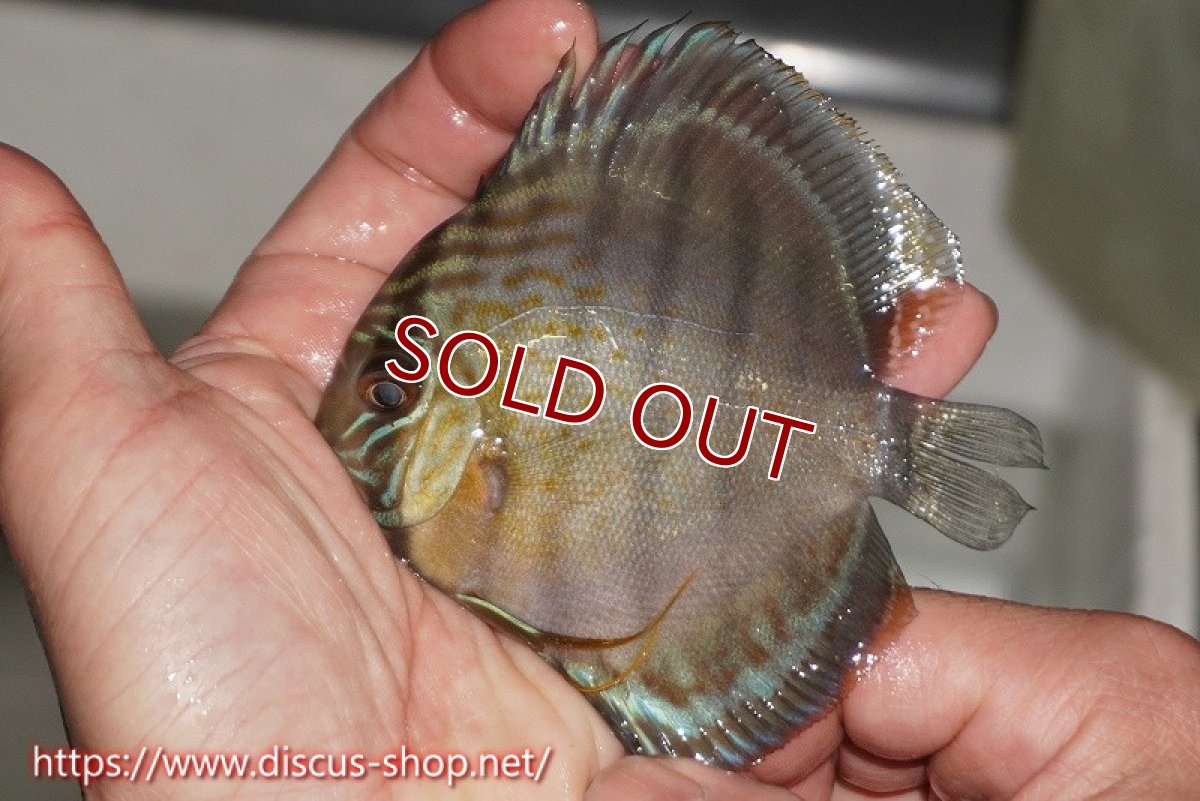 画像1: 【決算セール対象個体】【ワイルドディスカス】【通販】【年に一度の入荷】アルトナナイディアマンテ ロイヤルグリーン ヤングスター【個体販売】9-11cm（生体）ナナイ産 (1)