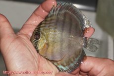 画像1: 【決算セール対象個体】【ワイルドディスカス】【通販】【年に一度の入荷】アルトナナイディアマンテ ロイヤルグリーン ヤングスター【個体販売】9-11cm（生体）ナナイ産 (1)