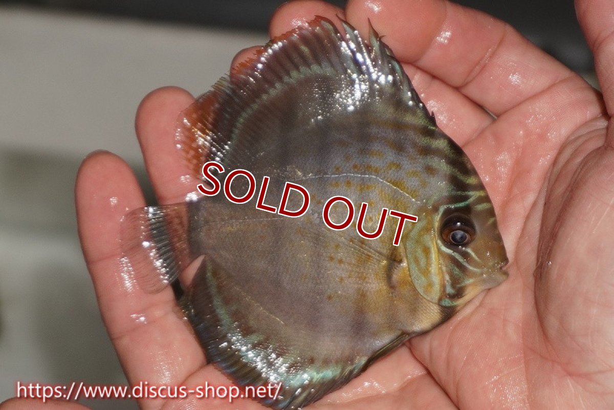 画像2: 【決算セール対象個体】【ワイルドディスカス】【通販】【年に一度の入荷】アルトナナイディアマンテ ロイヤルグリーン ヤングスター【個体販売】9-11cm（生体）ナナイ産 (2)