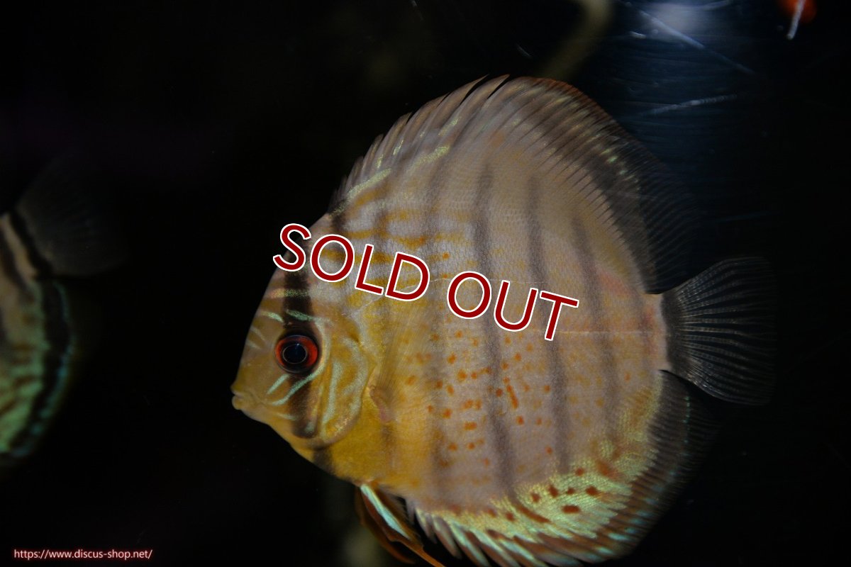 画像1: 【ワイルドディスカス】【通販】【年に一度の入荷】アルトナナイディアマンテ ロイヤルグリーン ヤングスター【個体販売】9-11cm（生体）ナナイ産 (1)