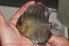 画像1: 【決算セール対象個体】【ワイルドディスカス】【通販】【年に一度の入荷】アルトナナイディアマンテ ロイヤルグリーン ヤングスター【個体販売】9-11cm（生体）ナナイ産 (1)