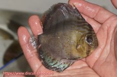 画像3: 【ワイルドディスカス】【通販】【年に一度の入荷】アルトナナイディアマンテ ロイヤルグリーン ヤングスター【個体販売】9-11cm（生体）ナナイ産 (3)