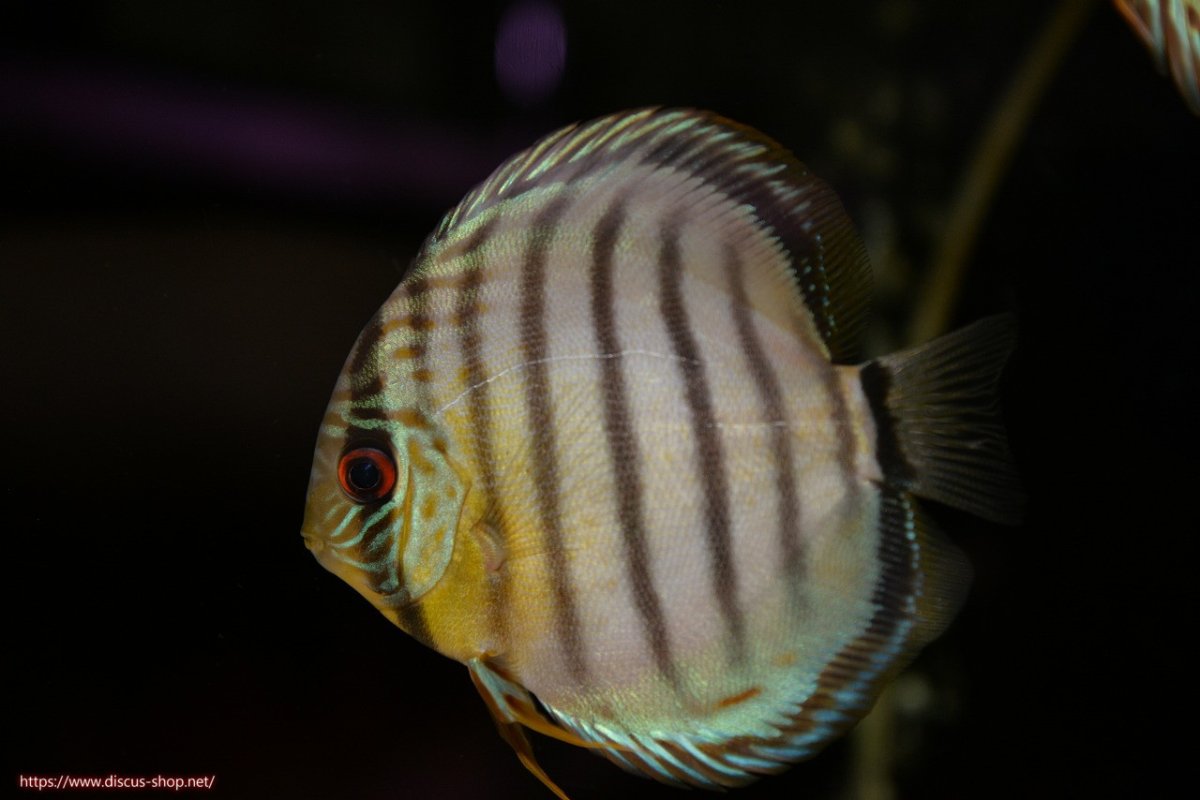 画像1: 【30周年記念セール対象個体】【ワイルドディスカス】【通販】【年に一度の入荷】アルトナナイディアマンテ アズール ヤングスター【個体販売】9-11cm（生体）ナナイ産 (1)