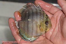 画像2: 【決算セール対象個体】【ワイルドディスカス】【通販】【年に一度の入荷】アルトナナイディアマンテ アズール ヤングスター【個体販売】9-11cm（生体）ナナイ産 (2)